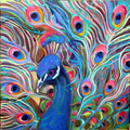 Blue Peacock 